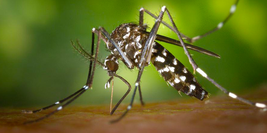 The Prince’s Government launches a mosquito monitoring system