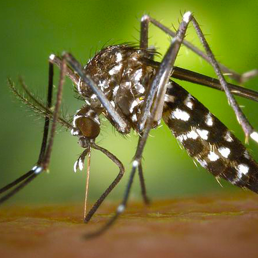 The Prince’s Government launches a mosquito monitoring system